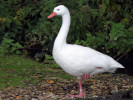 Coscoroba Swan (WWT Slimbridge 01/10/11) ©Nigel Key