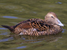 Eider (WWT Slimbridge 01/10/11) ©Nigel Key