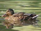 Gadwall (WWT Slimbridge 01/10/11) ©Nigel Key