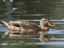 Gadwall (WWT Slimbridge 01/10/11) ©Nigel Key