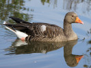 Greylag Goose (WWT Slimbridge 01/10/11) ©Nigel Key