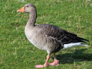 Greylag Goose (WWT Slimbridge 01/10/11) ©Nigel Key