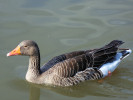 Greylag Goose (WWT Slimbridge 01/10/11) ©Nigel Key