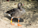 Lesser White-Fronted Goose (WWT Slimbridge 01/10/11) ©Nigel Key