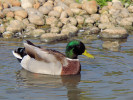 Mallard (WWT Slimbridge 01/10/11) ©Nigel Key