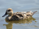 Marbled Teal (WWT Slimbridge 01/10/11) ©Nigel Key