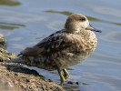 Marbled Teal (WWT Slimbridge 01/10/11) ©Nigel Key