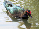 Muscovy Duck (WWT Slimbridge 01/10/11) ©Nigel Key