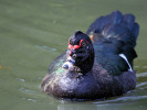 Muscovy Duck (WWT Slimbridge 01/10/11) ©Nigel Key