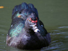 Muscovy Duck (WWT Slimbridge 01/10/11) ©Nigel Key