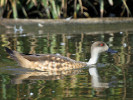 Patagonian Crested duck (WWT Slimbridge 01/10/11) ©Nigel Key