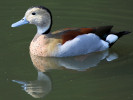 Ringed Teal (WWT Slimbridge 01/10/11) ©Nigel Key