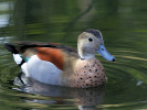 Ringed Teal (WWT Slimbridge 01/10/11) ©Nigel Key