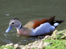 Ringed Teal (WWT Slimbridge 01/10/11) ©Nigel Key