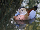 Ringed Teal (WWT Slimbridge 01/10/11) ©Nigel Key