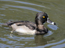 Ring-Necked Duck (WWT Slimbridge 01/10/11) ©Nigel Key