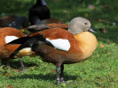 South African Shelduck (WWT Slimbridge 01/10/11) ©Nigel Key