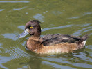 Tufted Duck (WWT Slimbridge 01/10/11) ©Nigel Key