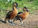 Wandering Whistling Duck (WWT Slimbridge 01/10/11) ©Nigel Key