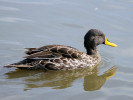 Yellow-Billed Duck (WWT Slimbridge 01/10/11) ©Nigel Key