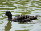 African Black Duck (WWT Slimbridge 04/06/11) ©Nigel Key