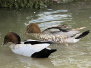 Australian Wood Duck (WWT Slimbridge 04/06/11) ©Nigel Key