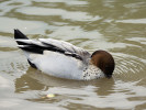 Australian Wood Duck (WWT Slimbridge 04/06/11) ©Nigel Key