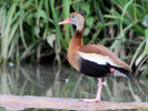 Black-Bellied Whistling Duck (WWT Slimbridge 04/06/11) ©Nigel Key