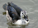 Comb Duck (WWT Slimbridge 04/06/11) ©Nigel Key