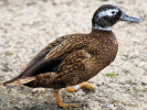 Laysan Duck (WWT Slimbridge 04/06/11) ©Nigel Key