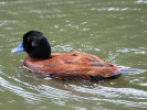 Maccoa (WWT Slimbridge 04/06/11) ©Nigel Key