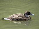 Maccoa (WWT Slimbridge 04/06/11) ©Nigel Key