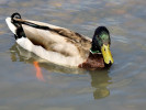 Mallard (WWT Slimbridge 04/06/11) ©Nigel Key