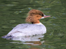 Merganser (WWT Slimbridge 04/06/11) ©Nigel Key