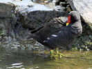 Moorhen (WWT Slimbridge 04/06/11) ©Nigel Key