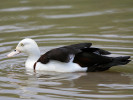 Radjah Shelduck (WWT Slimbridge 04/06/11) ©Nigel Key