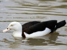 Radjah Shelduck (WWT Slimbridge 04/06/11) ©Nigel Key