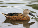 Red Shoveler (WWT Slimbridge 04/06/11) ©Nigel Key