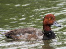 Redhead (WWT Slimbridge 04/06/11) ©Nigel Key