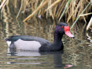 Rosybill (WWT Slimbridge 04/06/11) ©Nigel Key