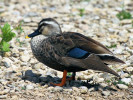 Spot-Billed Duck (WWT Slimbridge 04/06/11) ©Nigel Key