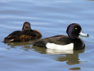 Tufted Duck (WWT Slimbridge 04/06/11) ©Nigel Key