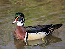 American Wood Duck (WWT Slimbridge 09/04/11) ©Nigel Key