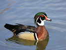 American Wood Duck (WWT Slimbridge 09/04/11) ©Nigel Key