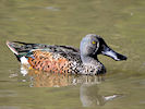 Australian Shoveler (WWT Slimbridge 09/04/11) ©Nigel Key