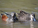 Australian Shoveler (WWT Slimbridge 09/04/11) ©Nigel Key