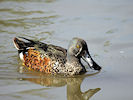 Australian Shoveler (WWT Slimbridge 09/04/11) ©Nigel Key