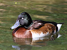 Baer's Pochard (WWT Slimbridge 09/04/11) ©Nigel Key