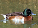 Baer's Pochard (WWT Slimbridge 09/04/11) ©Nigel Key