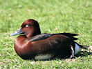 Baer's Pochard (WWT Slimbridge 09/04/11) ©Nigel Key